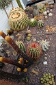8. Kaktus1